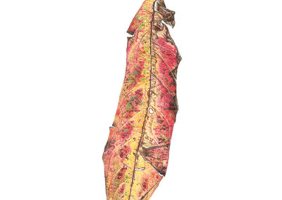 Leaf (unidentified)