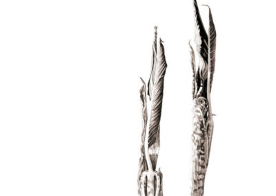 Ink shoots - Arisaema serratum
