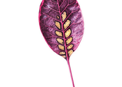 Continus - smoke leaf