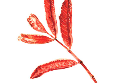 Sorbus leaf