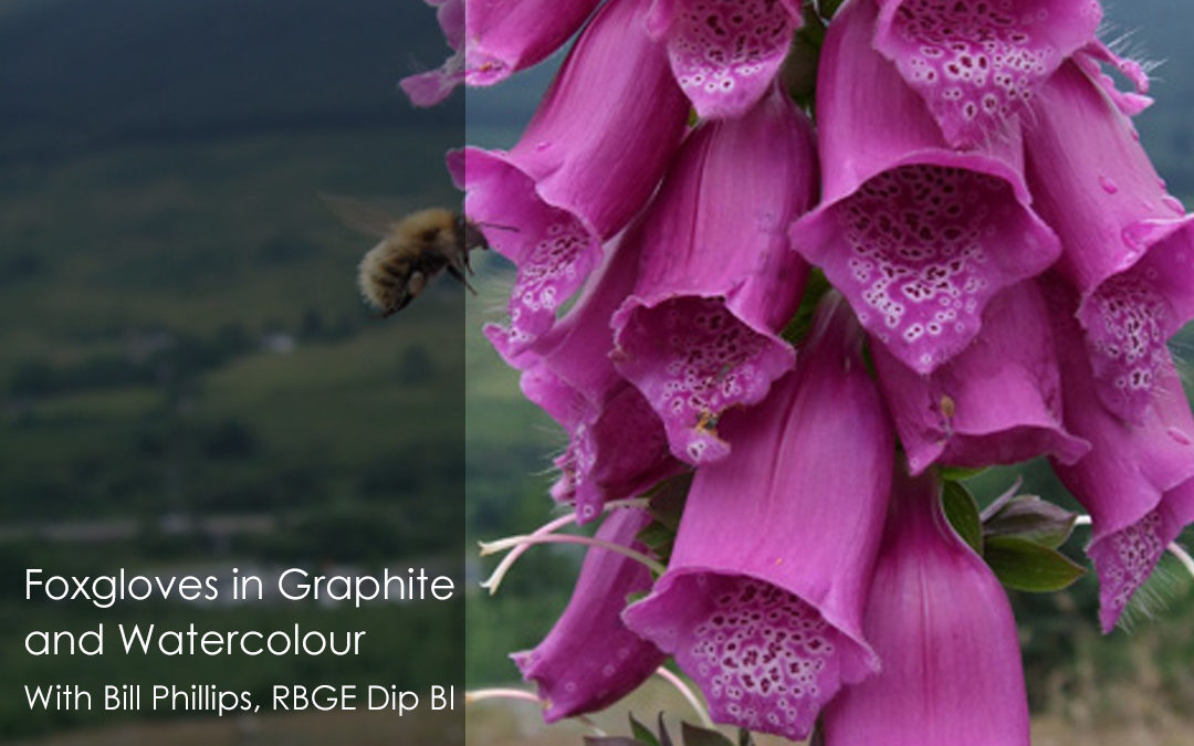 Foxgloves in Graphite and Watercolour With Bill Phillips, RBGE Dip BI