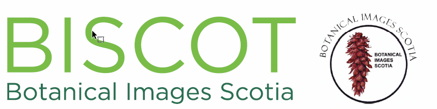 Botanical Images Scotia BISCOT 2019