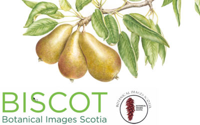 Botanical Images Scotia BISCOT 2019