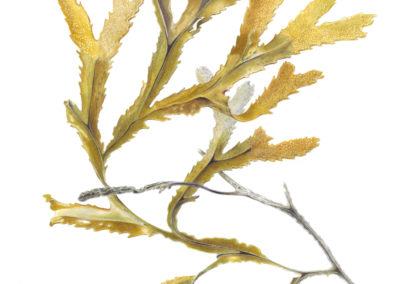 Fucus serratus Serrated Wrack