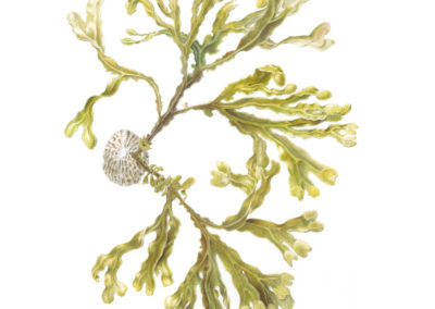 Ascophyllum nodosum Egg Wrack