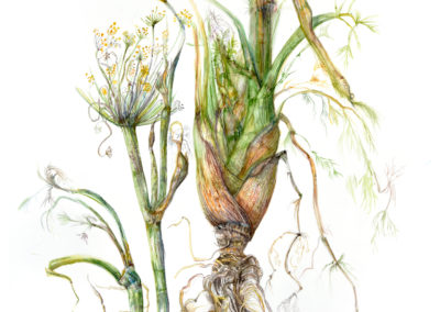 Foeniculum vulgare, Fennel by Gloria Newlan