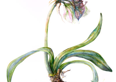 Amaryllis alfresco by Gloria Newlan